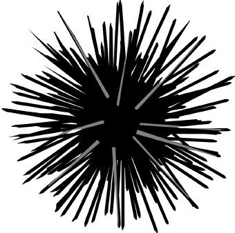 Sea Urchin clip art