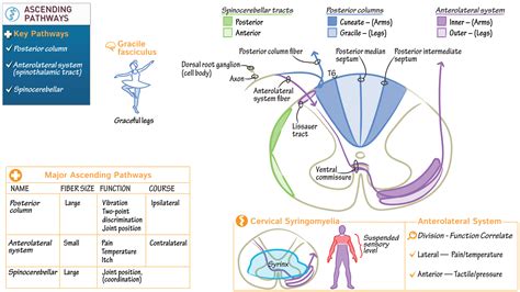 Neuroanatomy: Ascending Spinal Cord Pathways | ditki medical & biological sciences