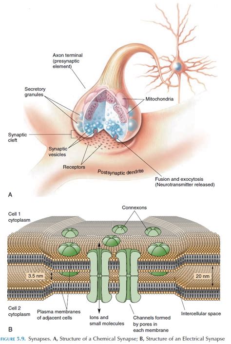 Electrical Synapse Diagram