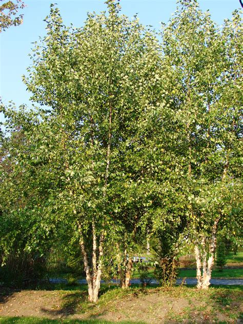 River Birch Tree Clumps | River birch trees, Birch trees garden, Birch ...