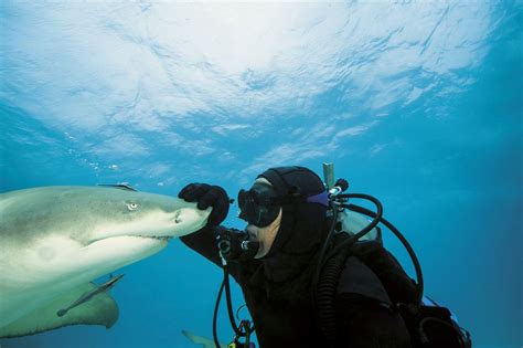 Lemon Shark Facts: Description, Behavior, Conservation