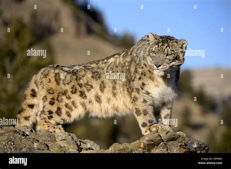 Snow leopard habitat hi-res stock photography and images - Alamy