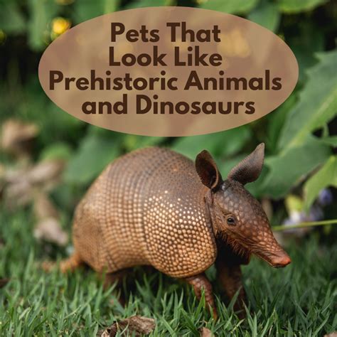 15 Pets You Can Own That Look Like Dinosaurs and Prehistoric Animals - PetHelpful