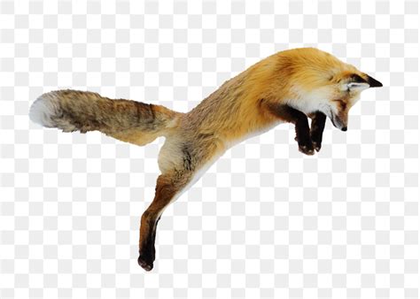 Jumping fox png sticker, transparent | Free PNG - rawpixel