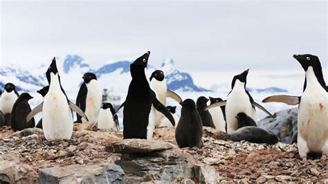 Why is Antarctica so important for measuring climate change? - BBC Teach