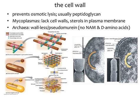 archaea cell wall structure