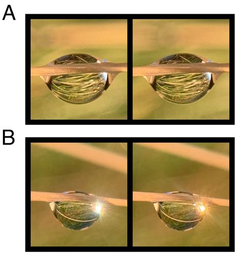 Macro stereo photography: a beginner’s perspective - the stereosite