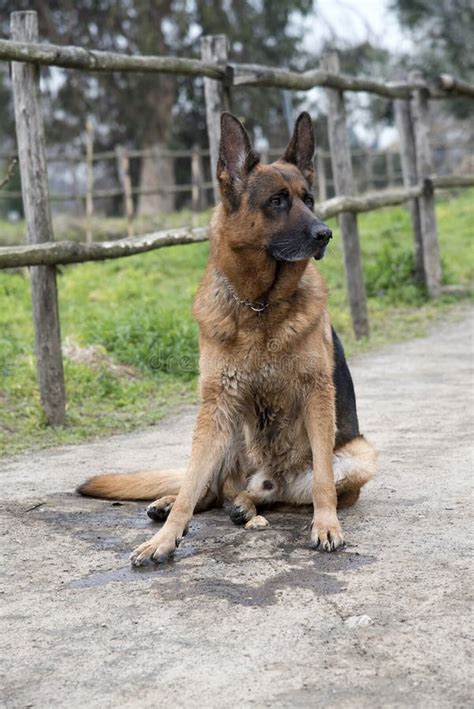 German Shepherd Dog Walking at the Park Stock Photo - Image of canine, guard: 141311590