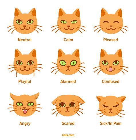 Cat Anatomy Guide - Cats.com