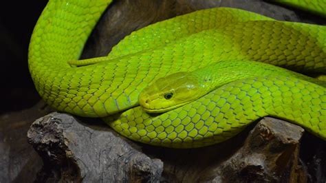 ALPES-MARITIMES. Antibes : 14 espèces de serpents ultra-venimeux ...