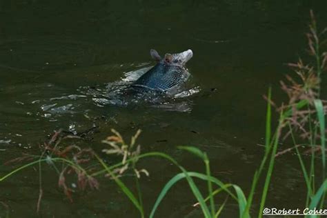 Armadillos swim!! | Animals, Armadillo, Swimming