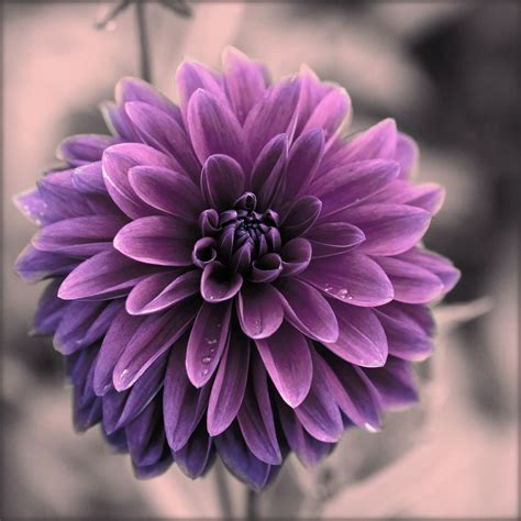 France. La vie en rose.. | Beautiful flowers, Amazing flowers, Purple flowers