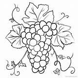Grape Coloring Pages Printable PDF  Coloringfoldercom sketch template
