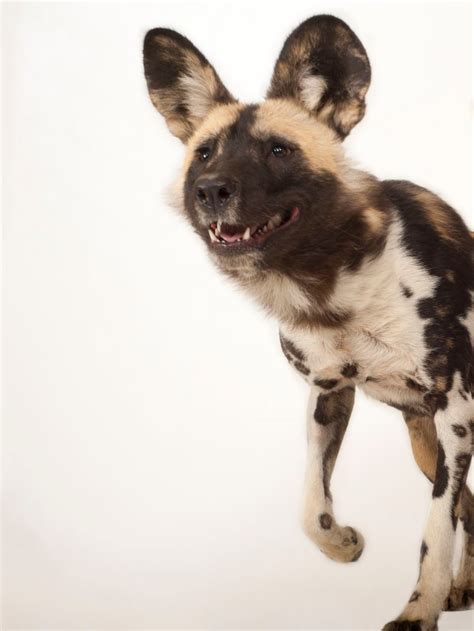 What Countries Do African Wild Dogs Live In