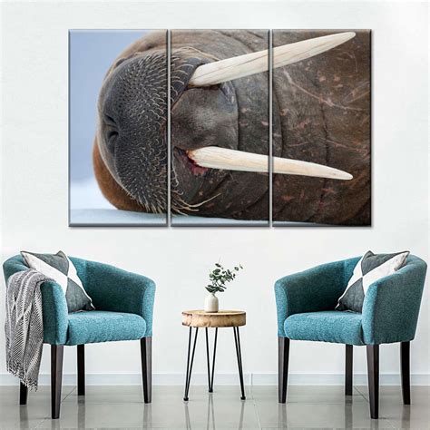 Walrus Tusks Wall Art | Photography