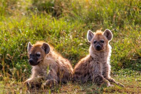 Animals in Kenya: A Guide to 40 Species of Kenyan Wildlife