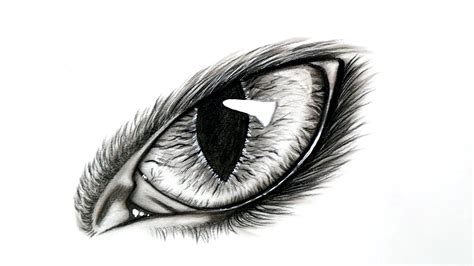 How To Draw A Realistic Cat Eye