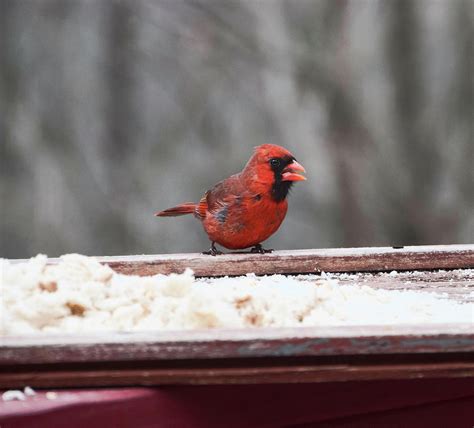 Juvenile Male Cardinal Photograph by Phyllis Taylor