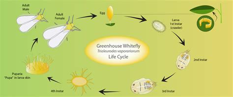 Greenhouse whitefly (GHW) - BioBee