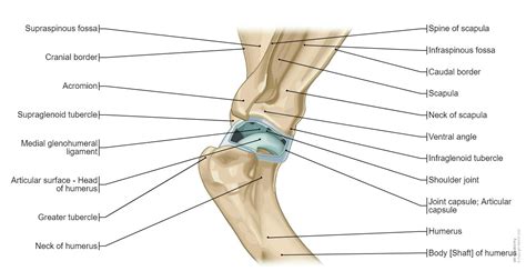 Canine arthrology (illustrations): normal anatomy | vet-Anatomy