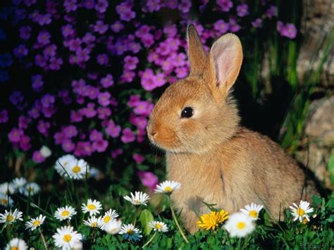 Spring Bunny Wallpapers - Top Free Spring Bunny Backgrounds ...