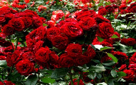 Red Roses Garden Wallpaper - Red Roses In Garden (#2014242) - HD Wallpaper & Backgrounds Download