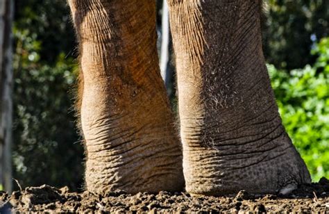 Elephant Feet Free Stock Photo - Public Domain Pictures