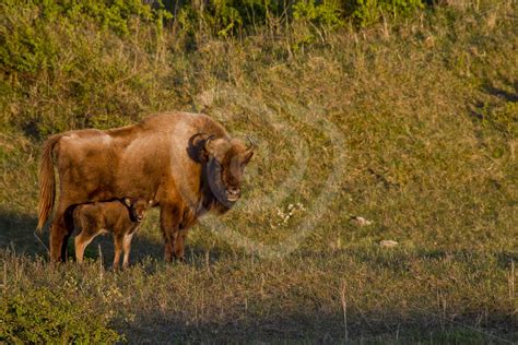 European bison with calf - Nature Stock Photo Agency