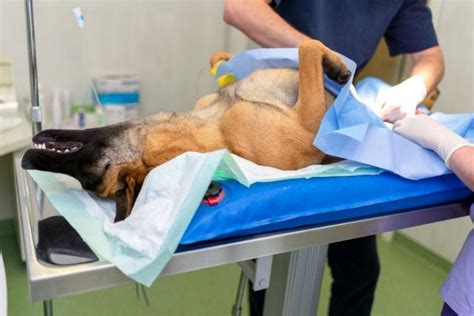 The Pros & Cons of Spaying and Neutering: To Snip or Not to Snip?