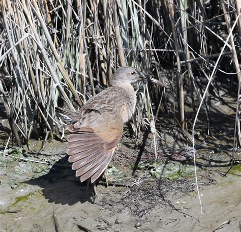 On the Wing: Rare Birds and Fall Migration on Virginia's Eastern Shore