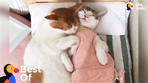 10000+ cute animals cuddling Snuggly and heartwarming moments