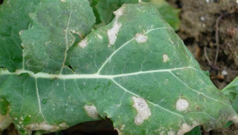 Phoma leaf spot to develop later than usual, forecast says - FarmingUK News