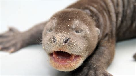 Litter of Giant River Otters Born At Zoo Miami – NBC 6 South Florida