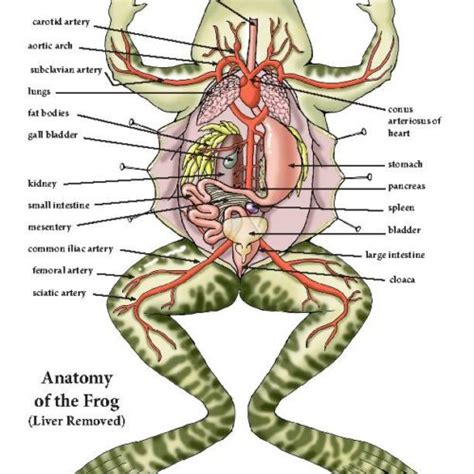 Frog Internal Anatomy Model Building Activity - Downloadable - Classful