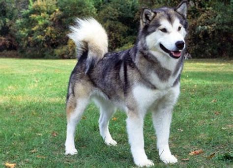 Canadian Eskimo Dog - Dog Breed Information, Photo, Care, History ...