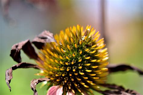 Coneflower Seeds: How to Grow Coneflower Seeds in Your Garden