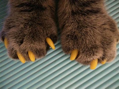 Cat owners warned against grotesque ‘peticures’ - Katzenworld