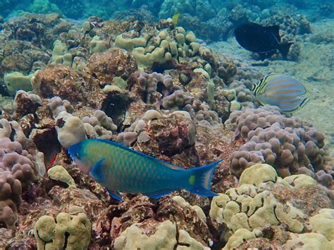 Snorkeling in Kahalu’u Bay, Kailua-Kona | Snorkeling the Big Island of Hawaii