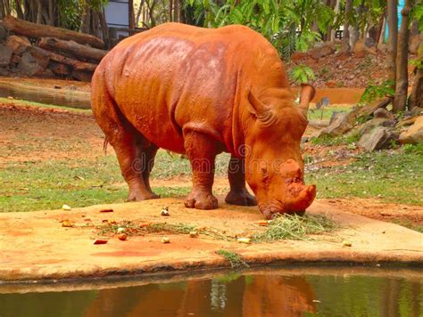 The Rhinoceros Is Eating A Lot Of Fruits, Rhinos And Red Dust Stock ...