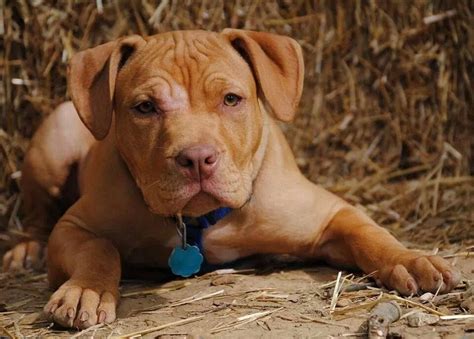 Adorable red nose Pitt | Pitbull puppies, Bully breeds dogs, Pitbulls