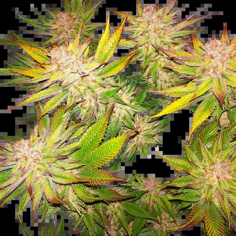 Kimbo Kush Cannabis Seeds – Royal King Seeds - Feminized ...