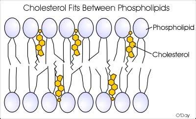 1.3 Membrane structure - BIOLOGY4IBDP