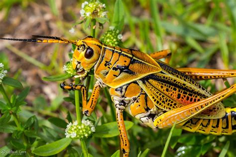 Eastern lubber grasshopper eating by CyclicalCore on DeviantArt