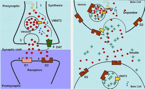 VMAT2 Gene Molecular study of 2,000 peoples in the Religious Behavior and Belief in God of the ...