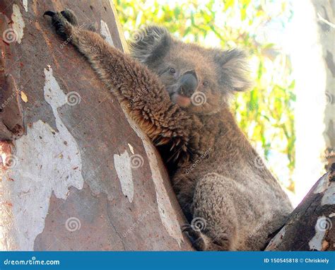 Koala Bear Hugging Tree stock photo. Image of tree, nature - 150545818