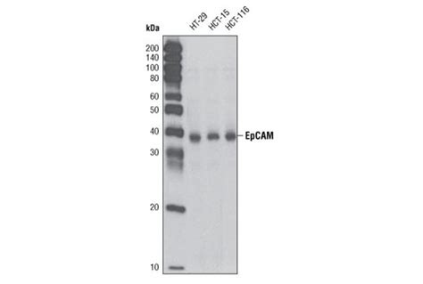 EpCAM Antibody | Cell Signaling Technology