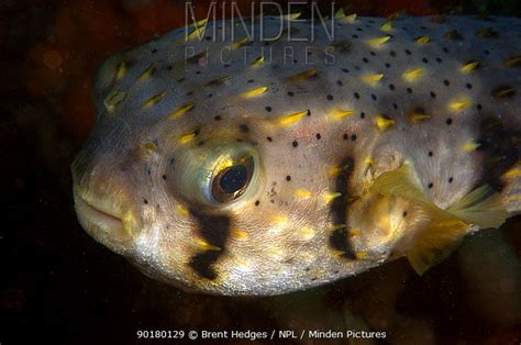 Minden Pictures stock photos - Globe fish (Diodon nichthemerus), NSW, Australia - Brent Hedges/ npl