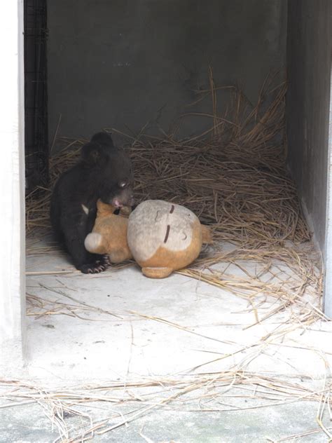 Rescued Moon Bear Baby Thrives After Her Home at a Bile Farm Converts to A Bear Sanctuary