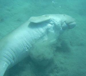 10 Facts about Dugongs - Fact File