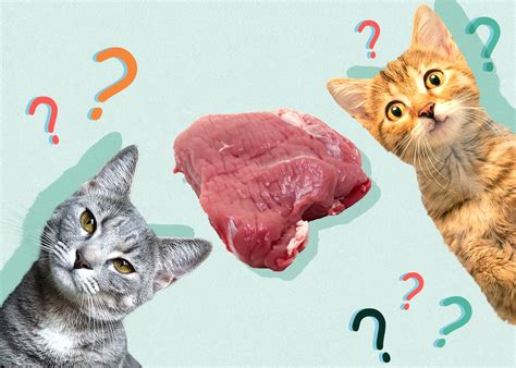 Can Cats Eat Raw Meat? Vet-Approved Nutritional Facts & Precautions ...